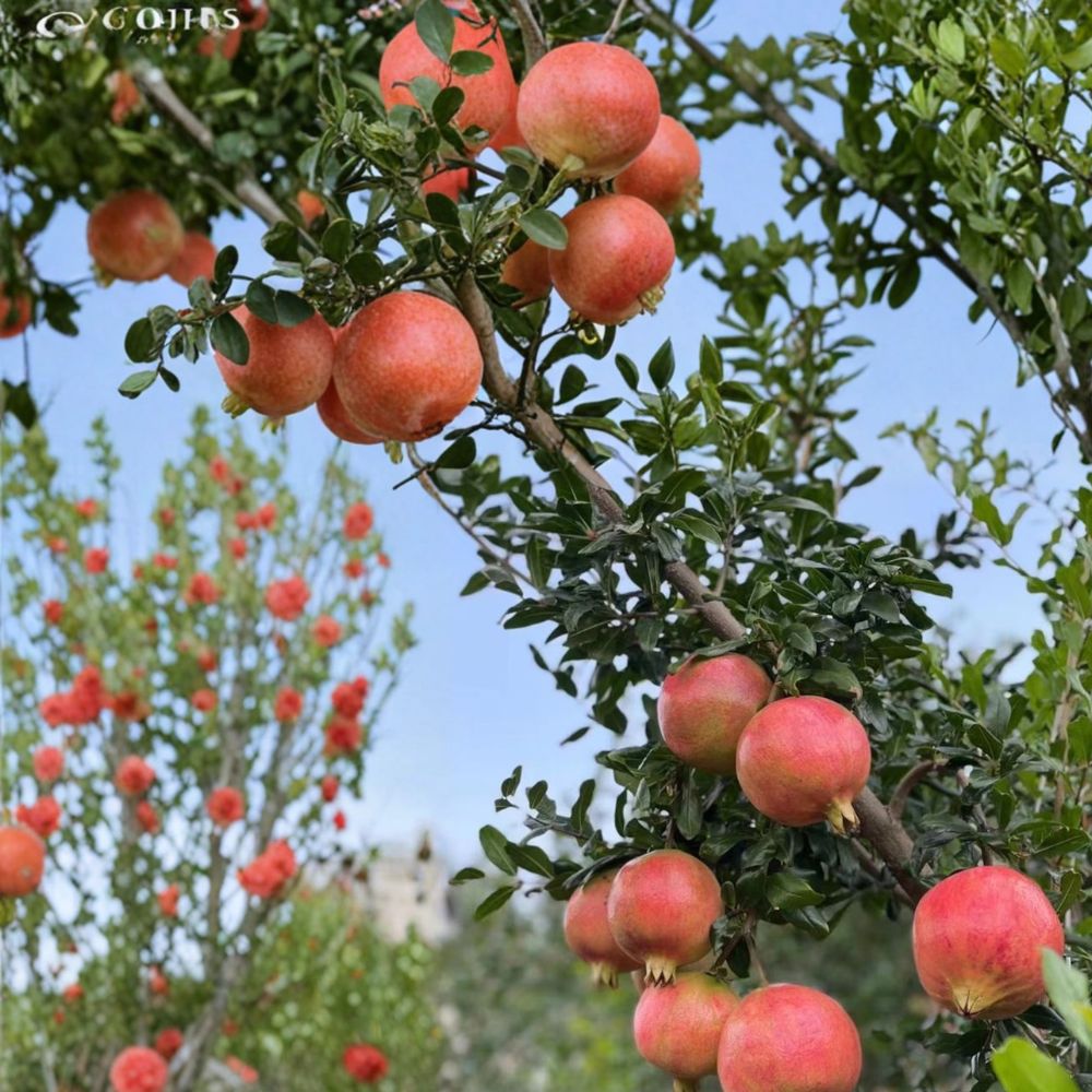 Tunisian Soft-Seed Pomegranate Plant | Live Fruit Plant in Nursery Pot | Nearly Seedless | Punica granatum | Sweet Juicy Variety