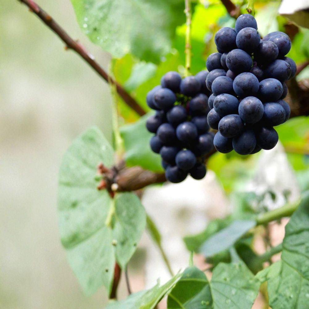 5 Nagano Purple Seedless Grape Cuttings - Vitis vinifera 'Nagano Purple' - Premium Japanese Table Grape for Propagation