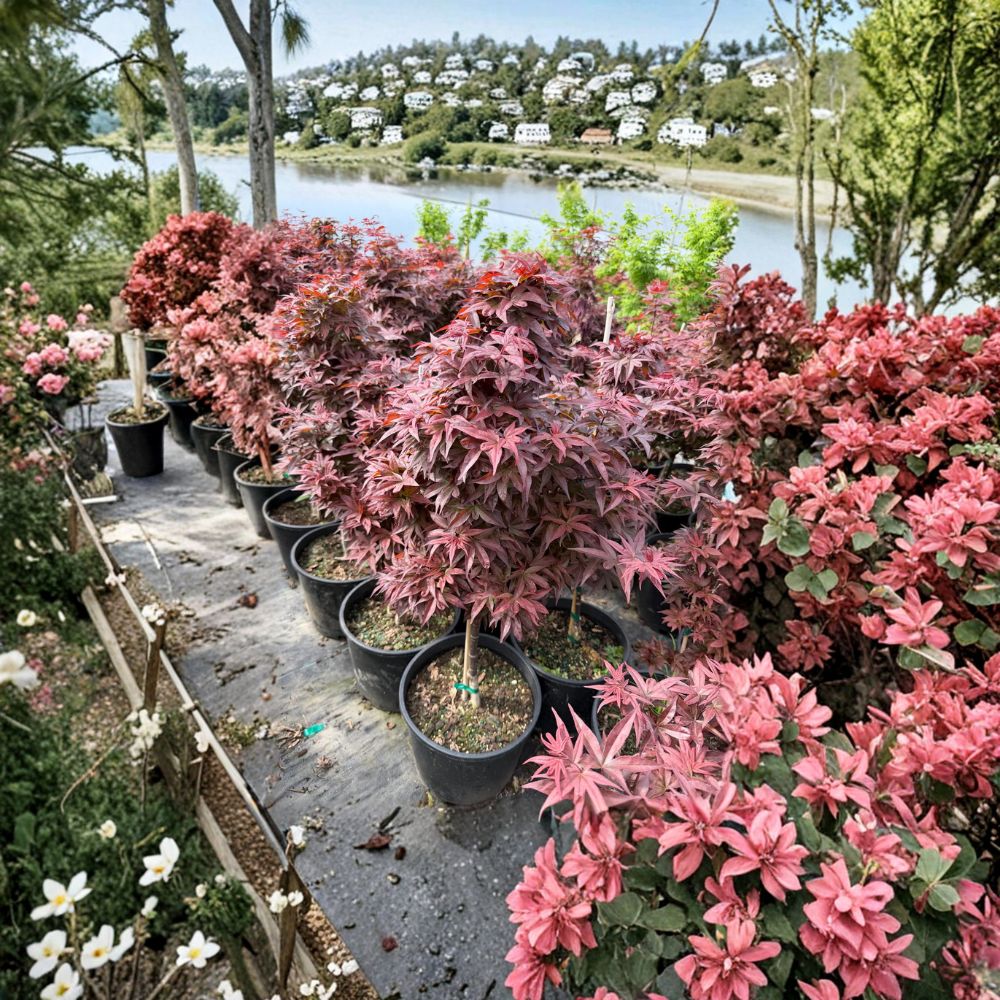Columnar Japanese Maple Tree | Acer palmatum 'Twombly's Red Sentinel' | 35-45 Inches Tall | Ornamental Red Foliage