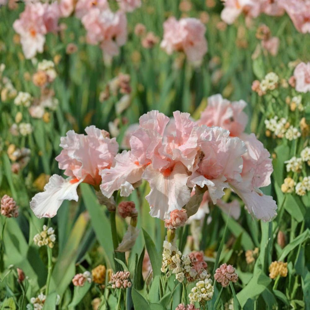 Lenora Pearl Bearded Iris Rhizomes - 3 Live Hardy Pink Perennial Flowers - Iris germanica ‘Lenora Pearl’ - Reblooming Garden Plant