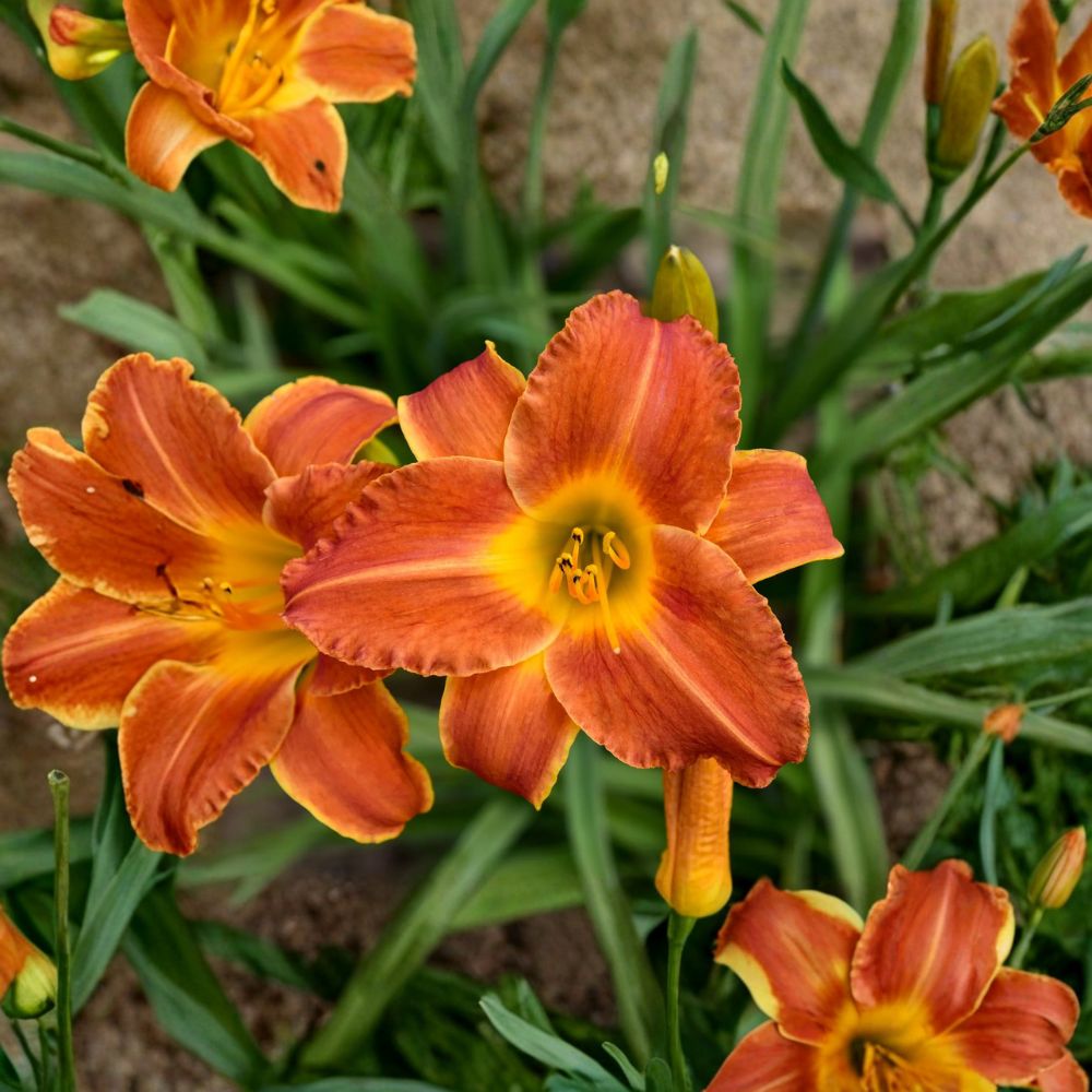 Bright Sunset Daylily - 3 Live Bare Root Plants, Fragrant Orange Flowers, Hemerocallis ‘Bright Sunset’, Hardy Perennial