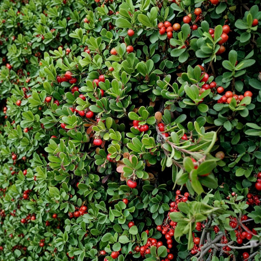 Kinnikinnick Bearberry Plant | #1 Container | Evergreen Groundcover with Red Berries | Arctostaphylos uva-ursi