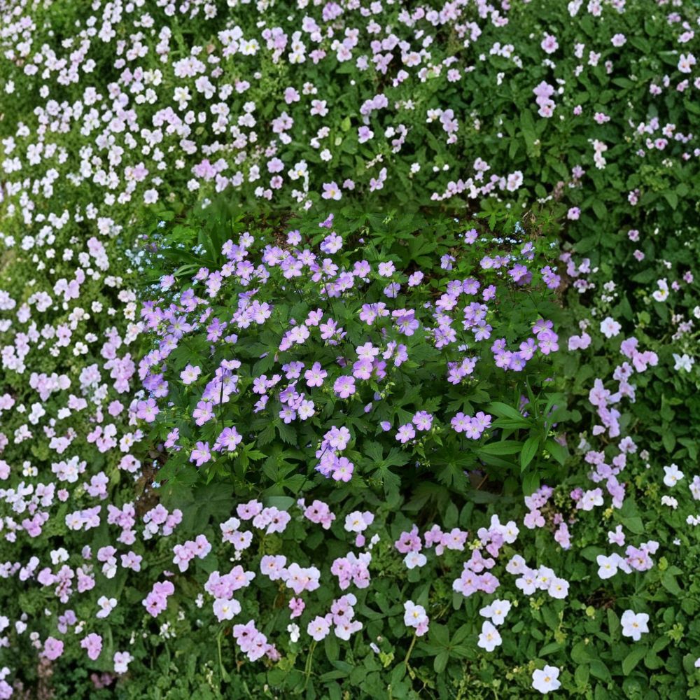 Wild Geranium Bare Roots – 5 Dormant Rhizomes – Hardy Native Perennial – Geranium maculatum – Pollinator Friendly Wildflower