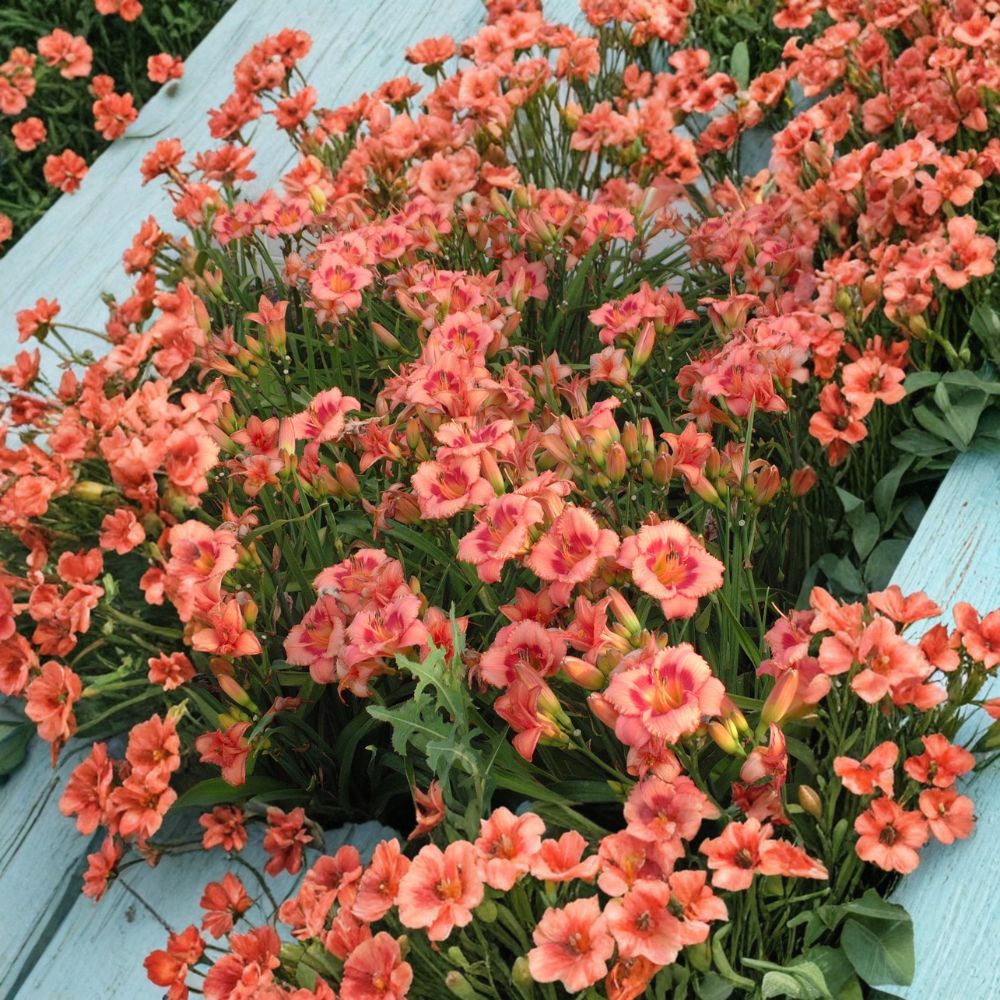 Strawberry Candy Daylily - 3 Bare Root Live Plants - Pink Perennial Flower - Hemerocallis ‘Strawberry Candy’ - Hardy Reblooming