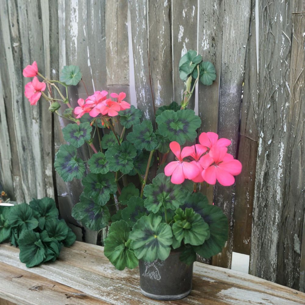 Coral Pink Geranium Cuttings - 4 Live 6 Inch Pelargonium Zonal - Neon Orange Pink Blooms - Easy to Root Patio Plant