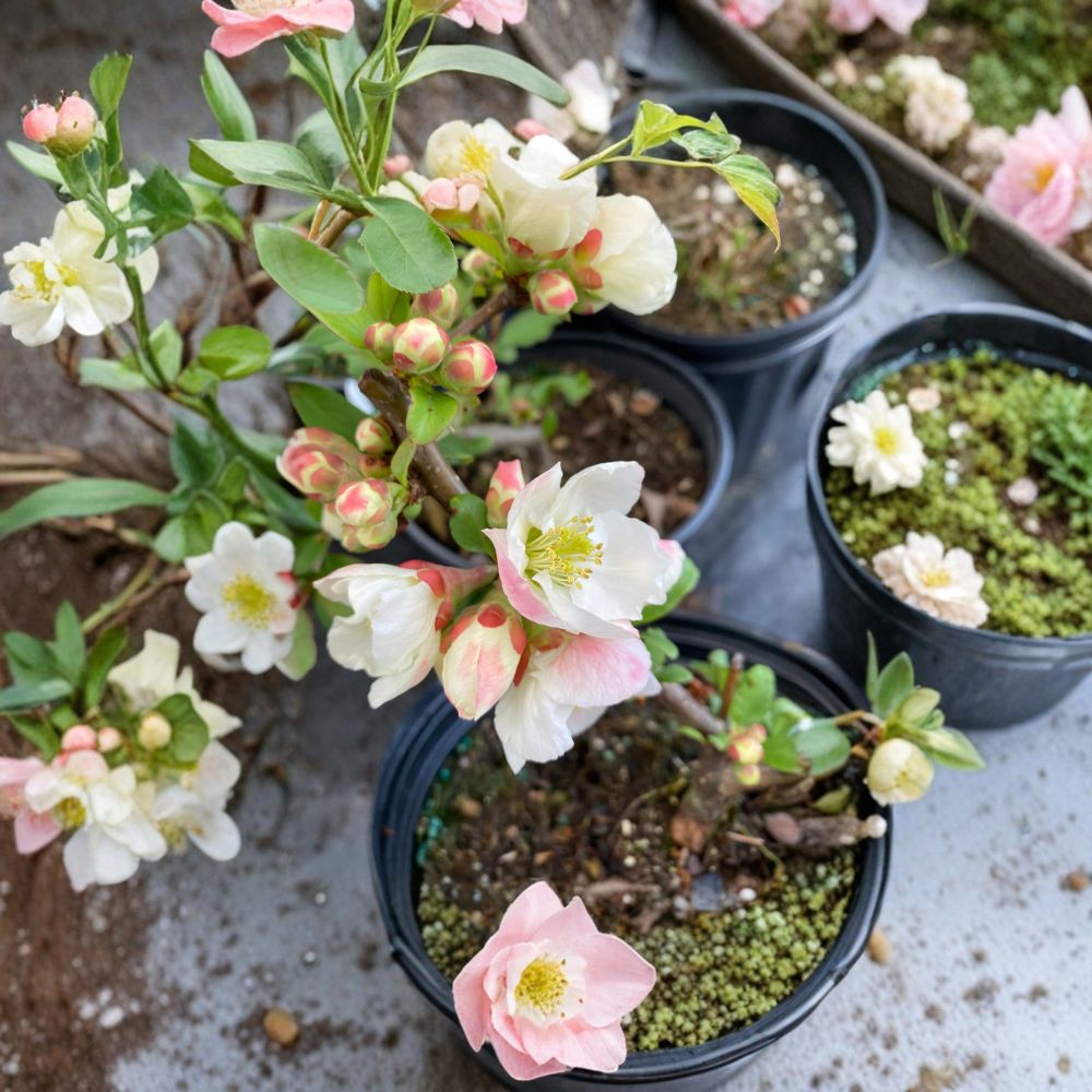 Toyo Nishiki Flowering Quince Plant | 2 Gallon Pot | Multi-Color Blooms | Chaenomeles japonica | Ornamental Shrub
