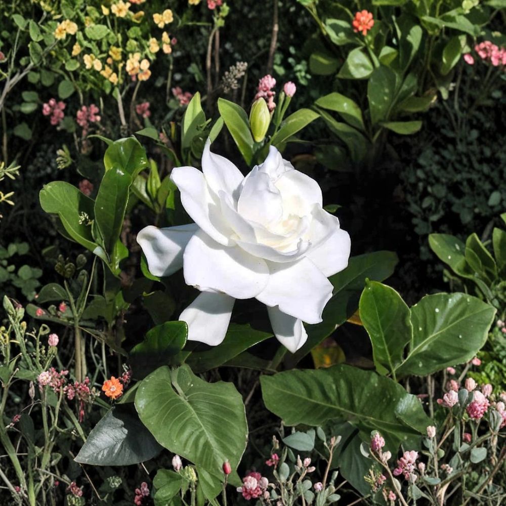 Heirloom Gardenia Plants | 3 Starter Plants | Fragrant White Blooms | Gardenia jasminoides | Bare Root