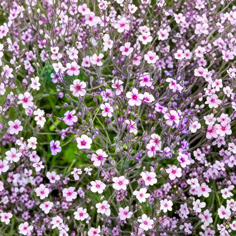 White Madeira Geranium Seeds | 10 Giant Cranesbill Seeds | White Flowers with Pink Eyes | Geranium maderense