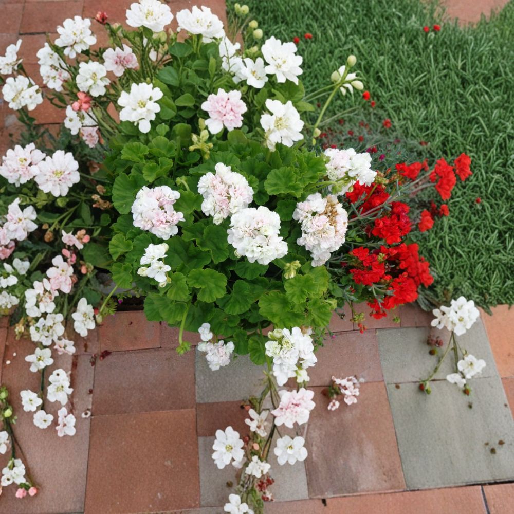White Pink Geranium Cuttings | 3 Live 6 Inch Unrooted Cuttings | Double Bloom Pelargonium Zonal | Easy to Grow Container Plant