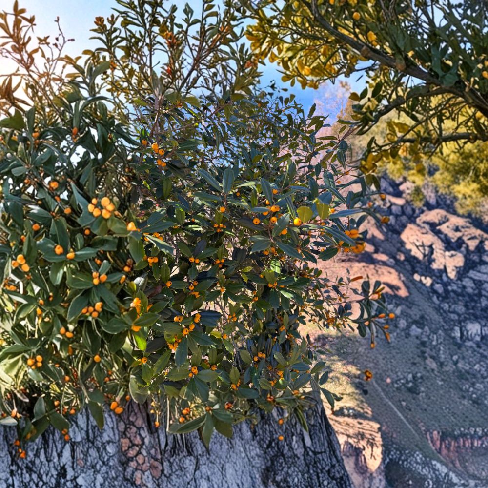 Longwood Gold Holly Plant | 1 Gallon Pot | Ilex x attenuata | Evergreen with Golden Yellow Berries | Holly of the Year 2022