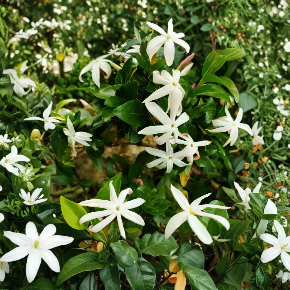 South African Jasmine Plant 5 Gallon Live Fragrant White Climbing Vine Jasminum angulare Outdoor Garden