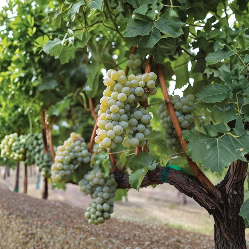 Sauvignon Blanc Grape Plant - Live Vine in Nursery Pot | Vitis vinifera | Premium White Wine Variety for Backyard Vineyard