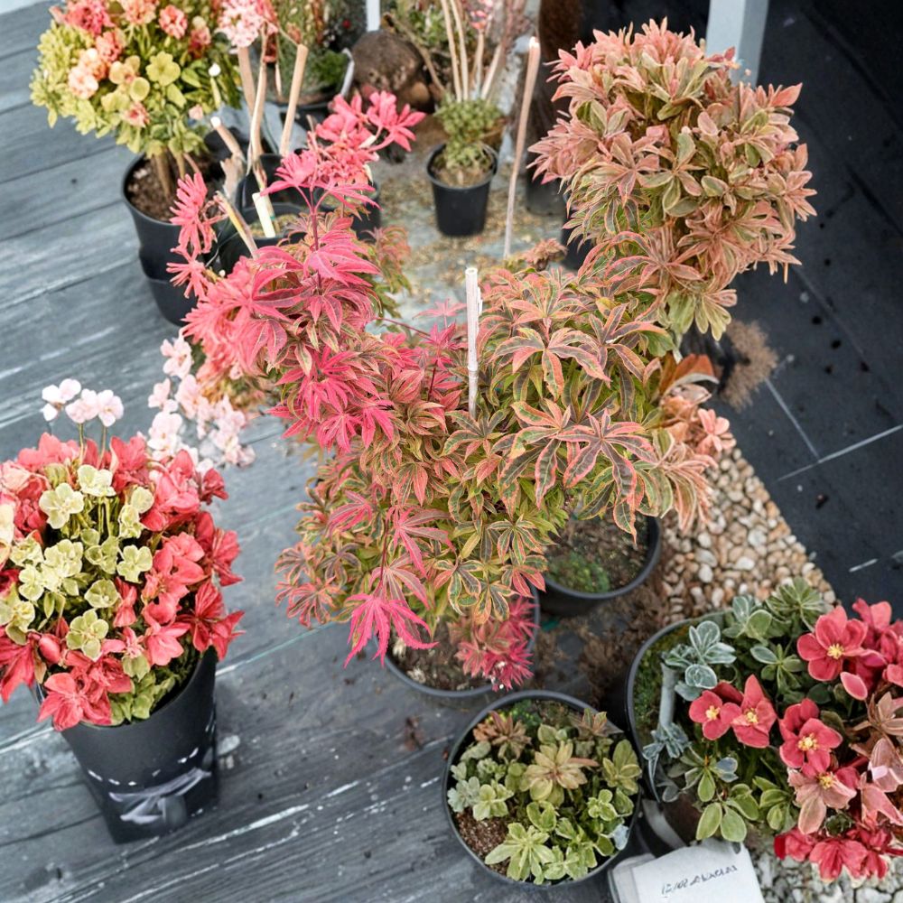 Acer palmatum ‘Geisha Gone Wild’ Japanese Maple | Pink Variegated Collector Tree | #3 Container | Ornamental Focal Plant