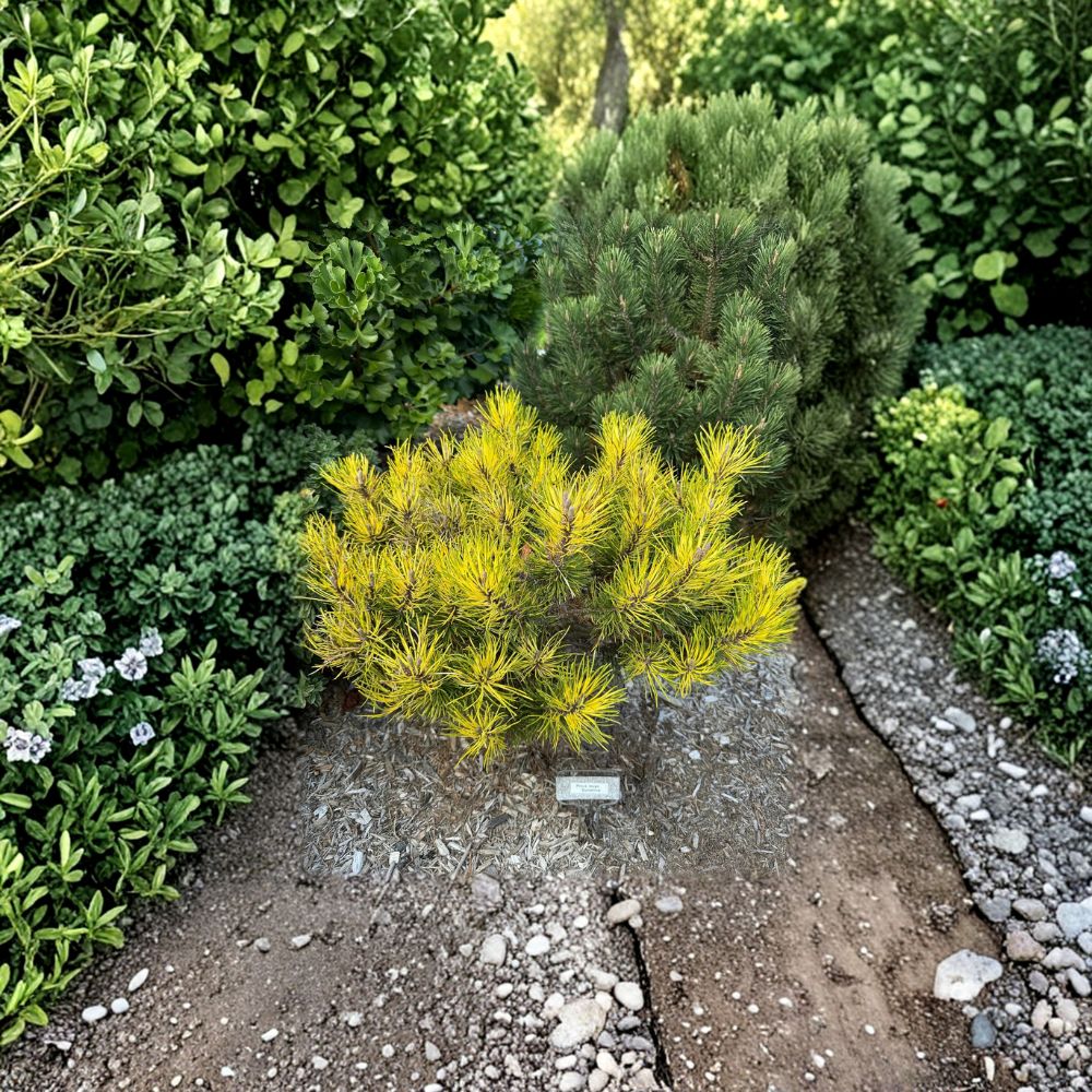 Sunshine Mugo Pine Plant - 10 Inch Variegated Evergreen Conifer - Pinus mugo ‘Sunshine’ in 1 Gallon Pot