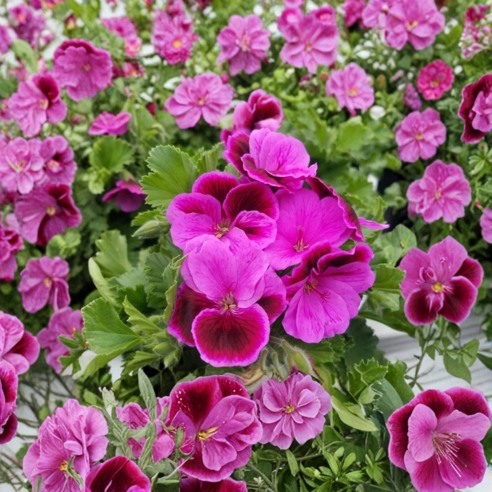 Martha Washington Geranium Cuttings - 6 Rose Pink Organic Pelargonium Cuttings | Easy to Root | Fragrant Blooms