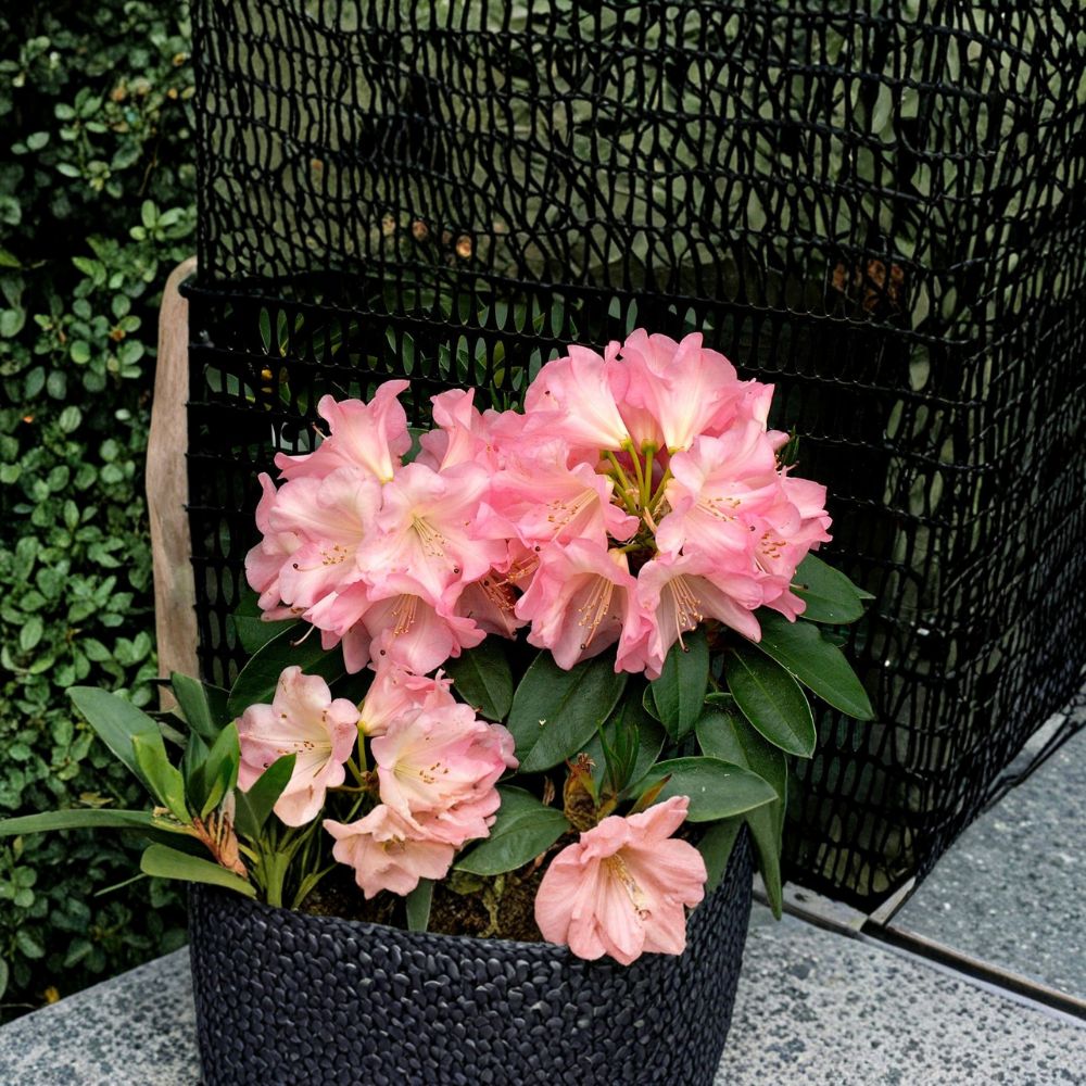 Rhododendron Shrub #2 Container Grown Pink White Yellow Blooms Rhododendron ‘Bruce Brechtbill’ Award-Winning Evergreen Plant