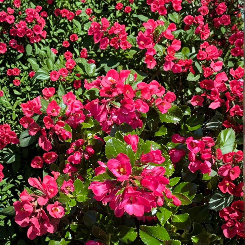 Escallonia Plant in Nursery Pot | 'Redclaws' Reddish Pink Flowers | Evergreen Shrub | Escallonia spp.