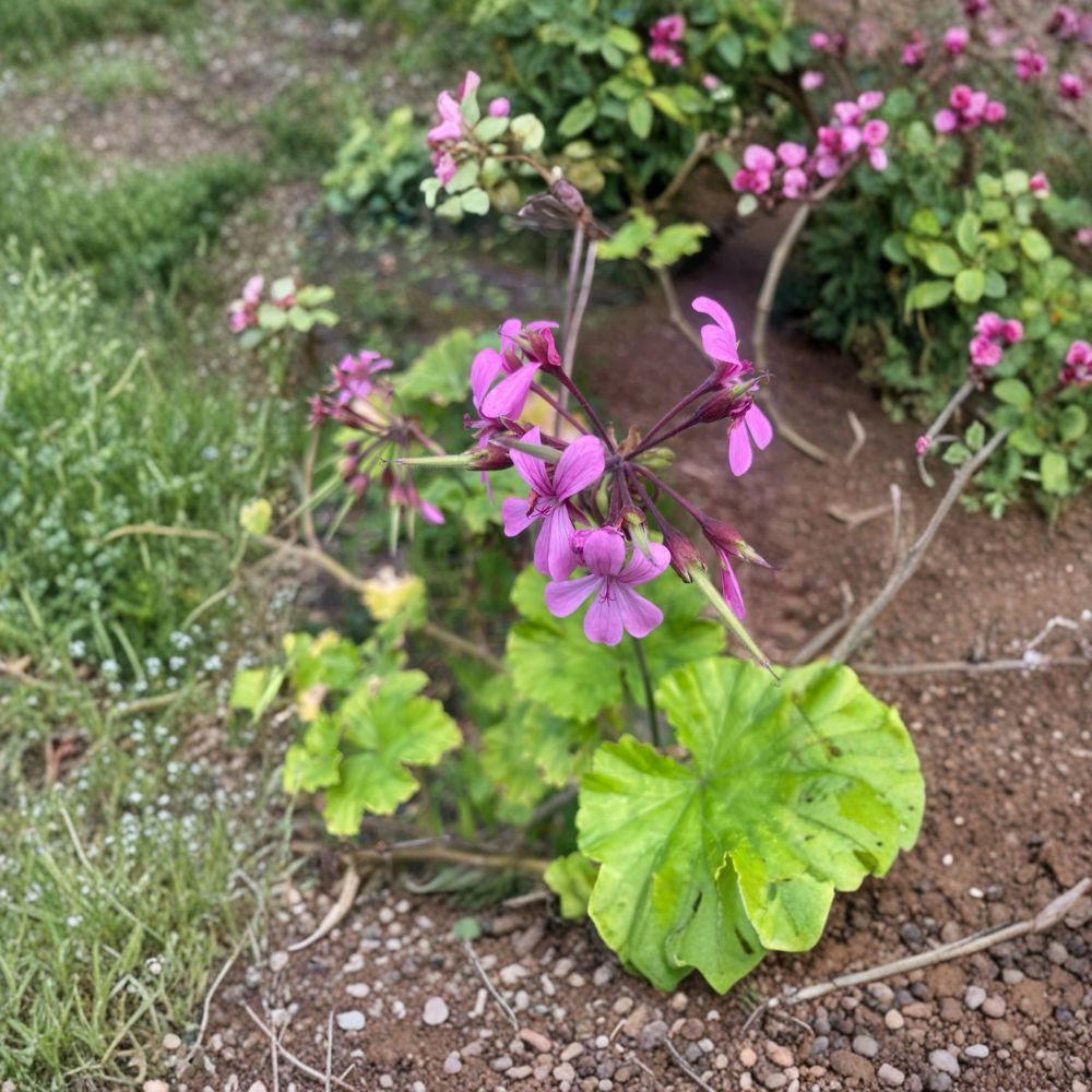 Pelargonium radens Seeds | 5 Pack | Trailing Scented Geranium | Fragrant Ground Cover Plant for Hanging Baskets & Containers