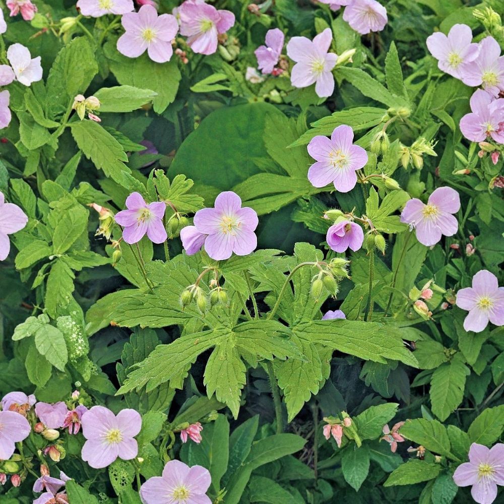 Wild Geranium Bare Roots - 5 Hardy Native Plants - Geranium maculatum - Shade Garden Perennial - Pollinator Friendly