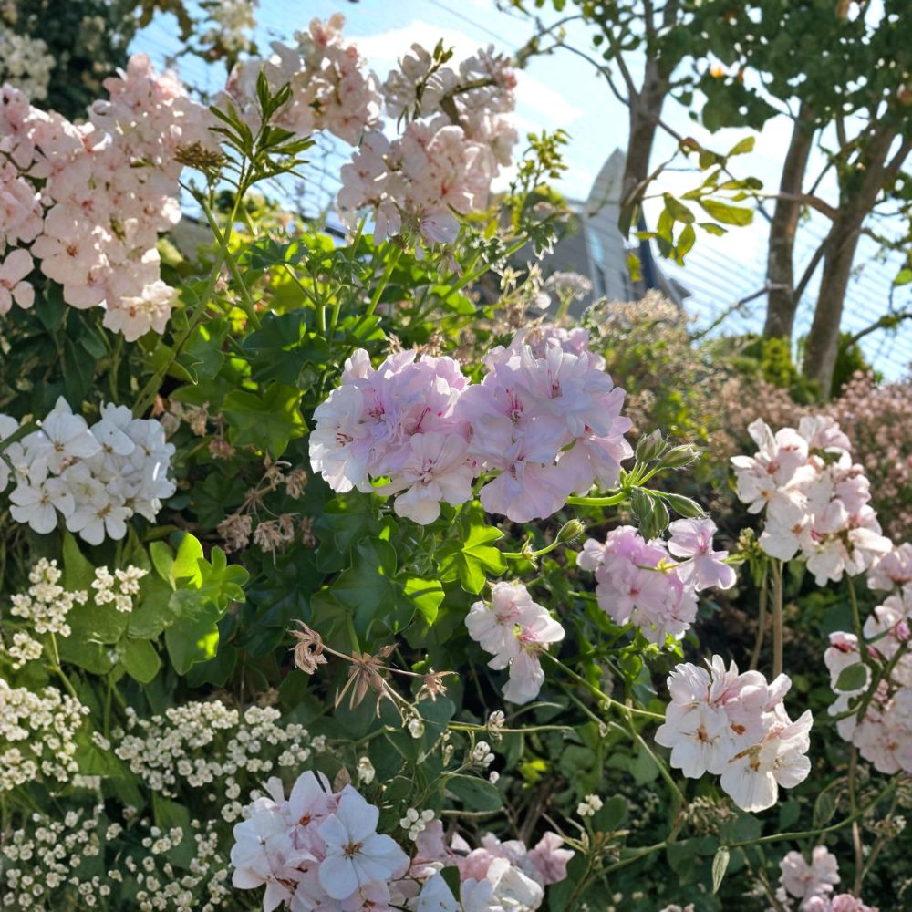 Ivy Geranium Cuttings | 2 Live 6 Inch | White Pink Double Bloom | Pelargonium peltatum | Trailing Plant for Hanging Baskets
