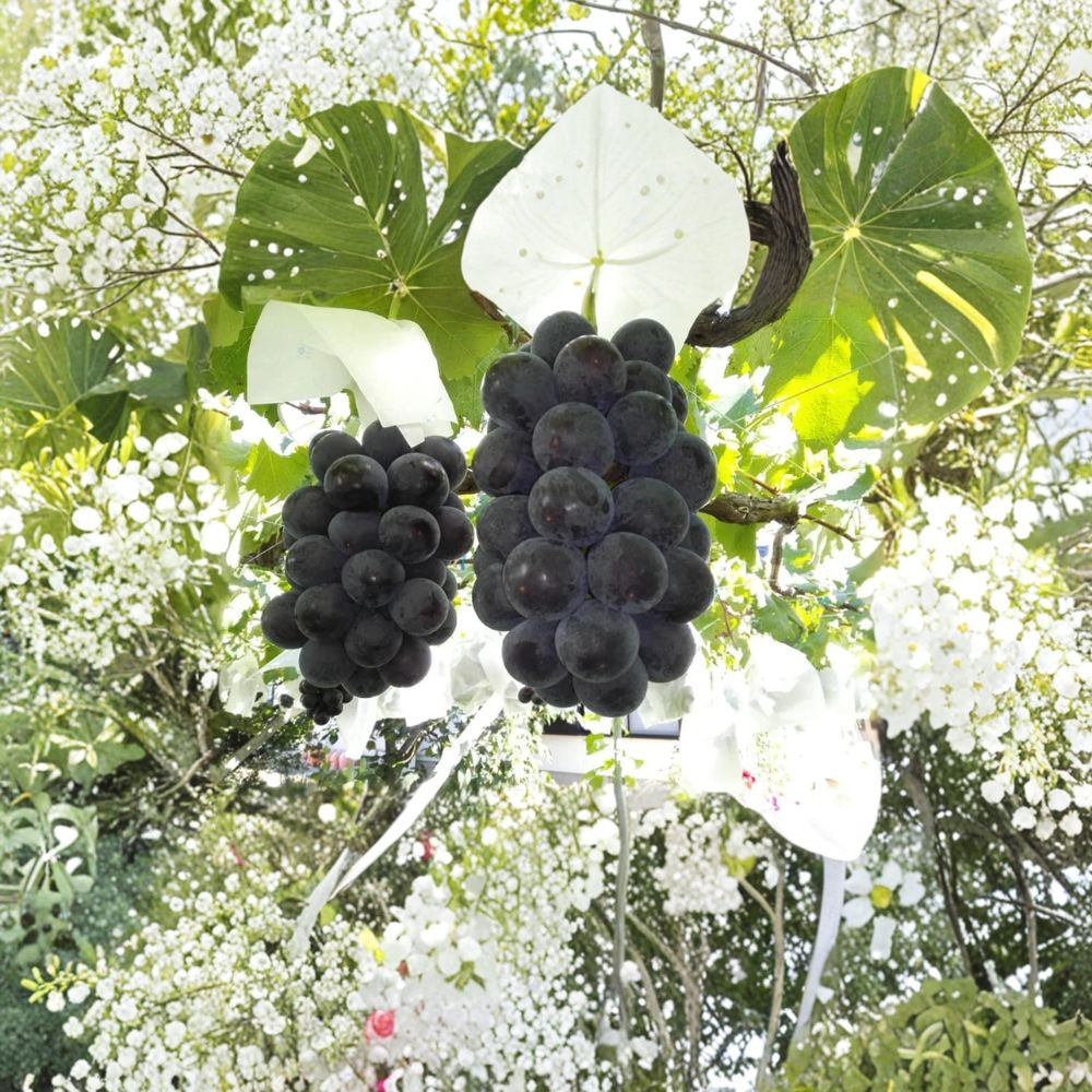 Fujiminori Giant Table Grape Plant - Extra Large Premium Japanese Grape - Vitis vinifera - Live Vine in Nursery Pot