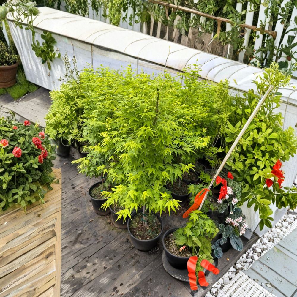 Acer palmatum ‘Aoyagi’ Green Bark Japanese Maple Tree | 40-50 Inches | Rare Ornamental Plant for Gardens and Patios