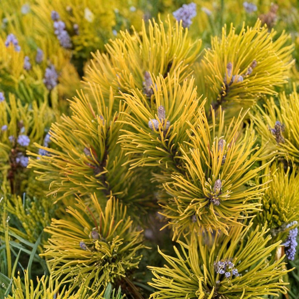 Carsten's Wintergold Mugo Pine | 10 Inch Live Golden Evergreen | Dwarf Conifer Shrub | Pinus mugo ‘Carsten’s Wintergold’