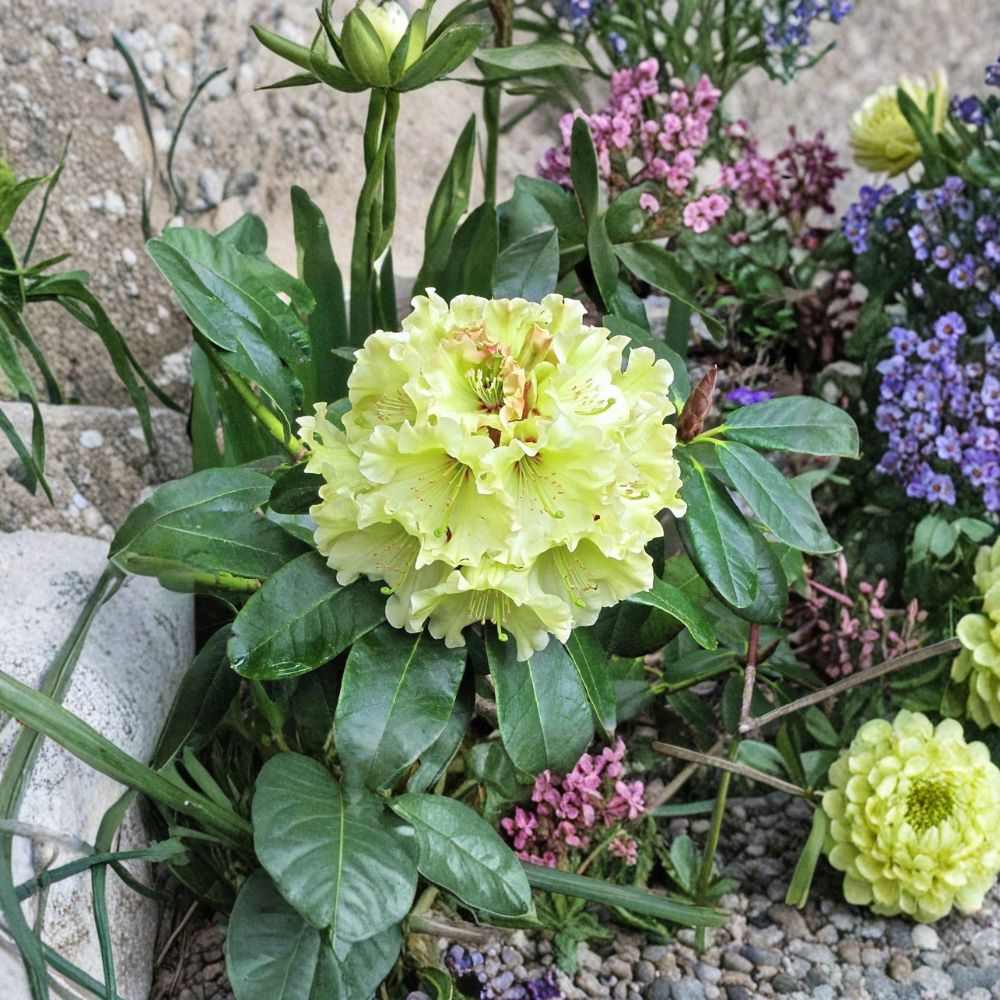 Rhododendron 'Windsong' Live Evergreen Shrub | Yellow Blooms with Red Accents | Award Winning Hardy Plant | #2 Container Grown