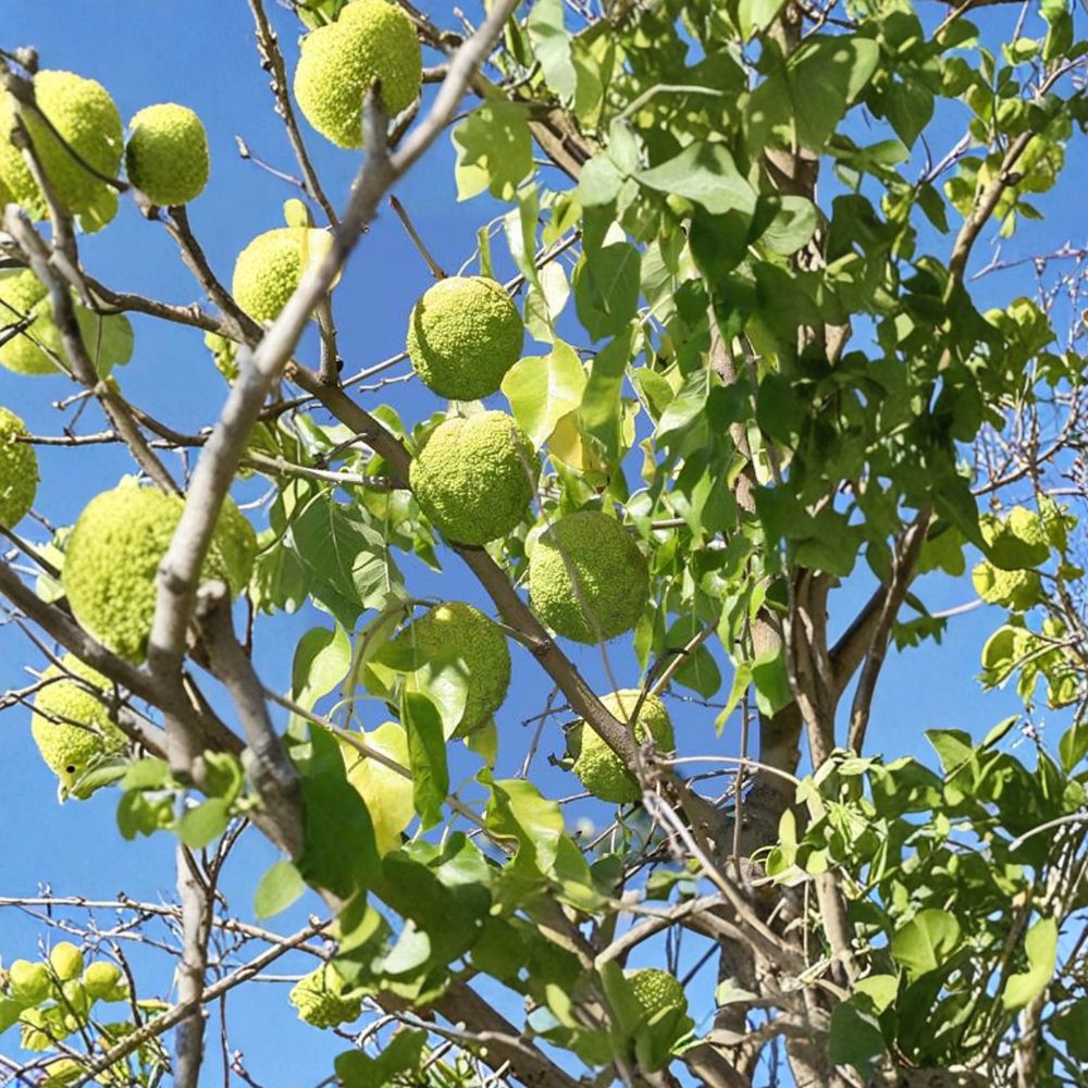 Osage Orange Tree | 1 Gallon Pot | Maclura pomifera | Hardy Native Shade Tree for Wildlife & Landscape