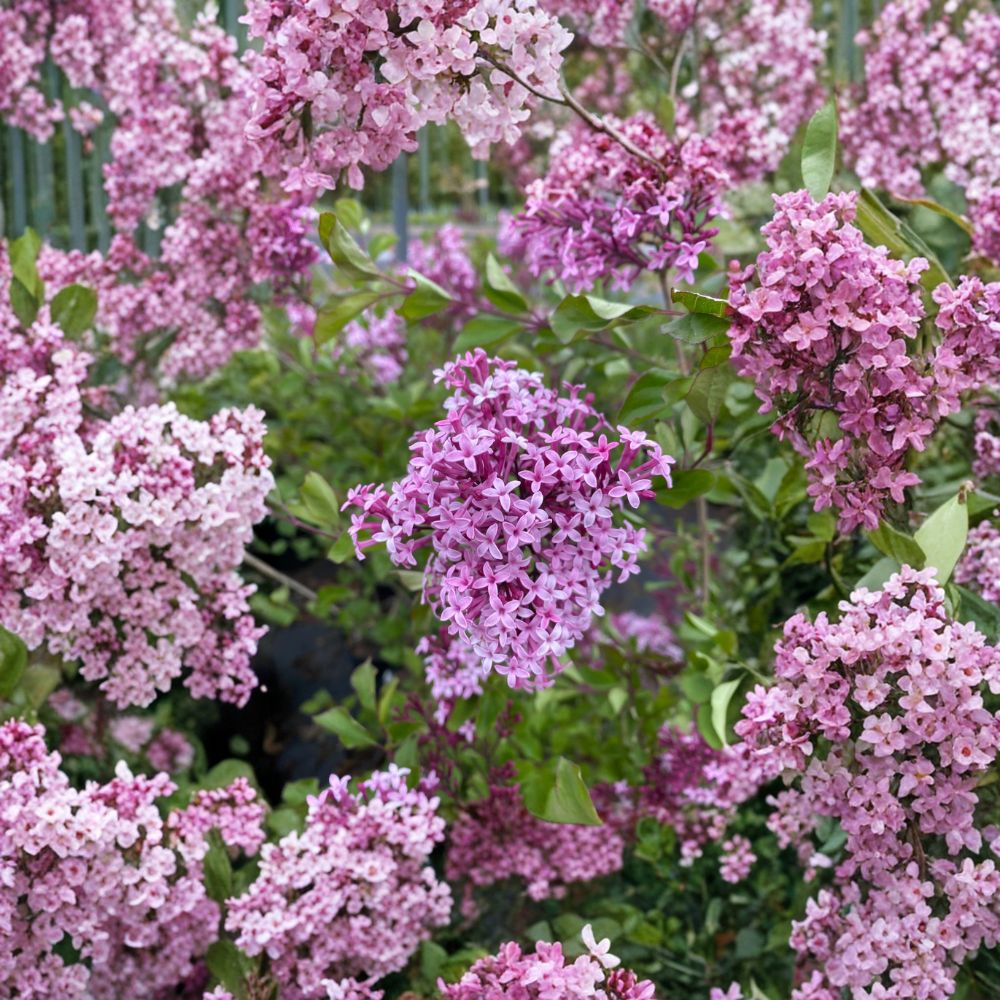 Red Pixie Lilac Shrub - 1 Gallon Pot - Compact Fragrant Flowering Plant - Syringa x ‘Red Pixie’ - Ideal for Small Gardens
