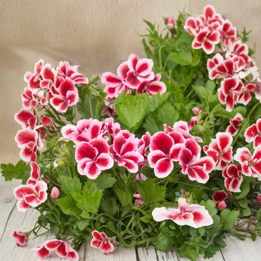 Martha Washington Geranium Seeds - Regal Pelargonium - 25+ Seeds - Large Fancy Blooms for Patio & Container Gardening
