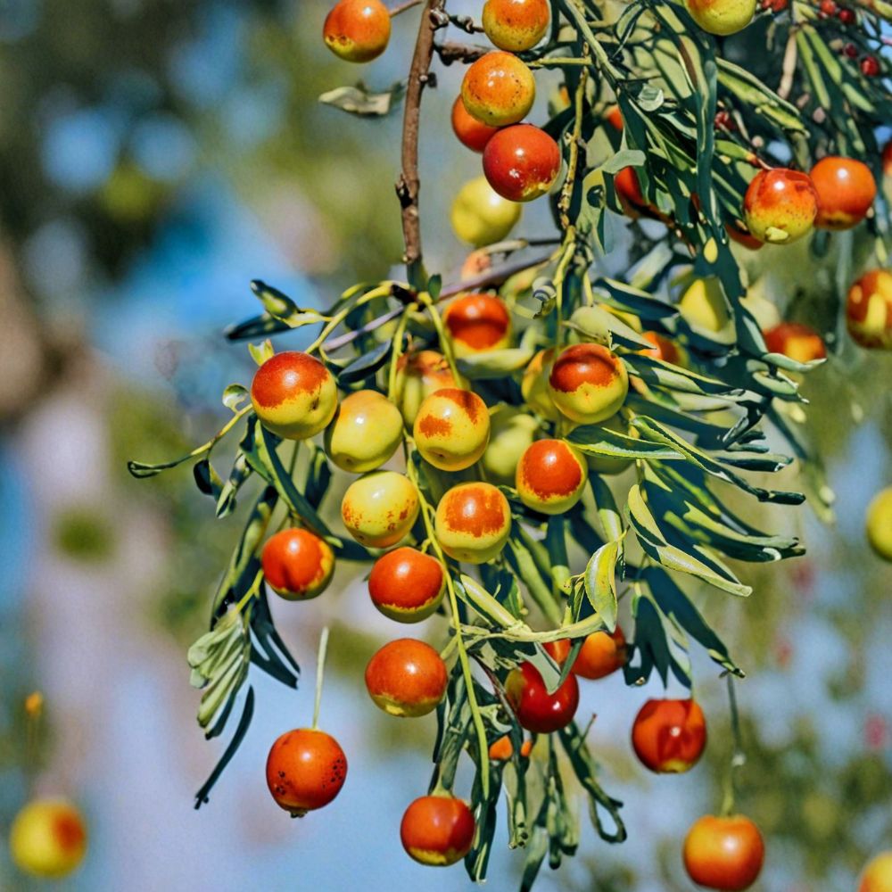 Dong Jujube Plant 24–32 Inches Live Bare Root Tree | Winter Jujube Chinese Date | Ziziphus jujuba ‘Dong Zao’