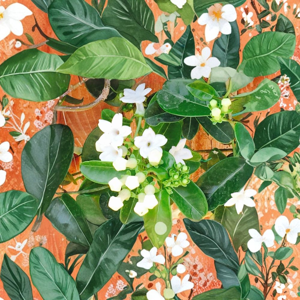 Madagascar Jasmine Seeds | 50 Fresh Seeds | Fragrant Climbing Vine | Stephanotis floribunda | Wedding Plant
