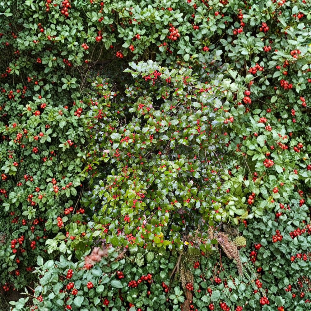 Christmas Carol American Holly Plant | Quart Pot | Female Evergreen | Ilex opaca | Red Winter Berries | Hardy Landscape Tree