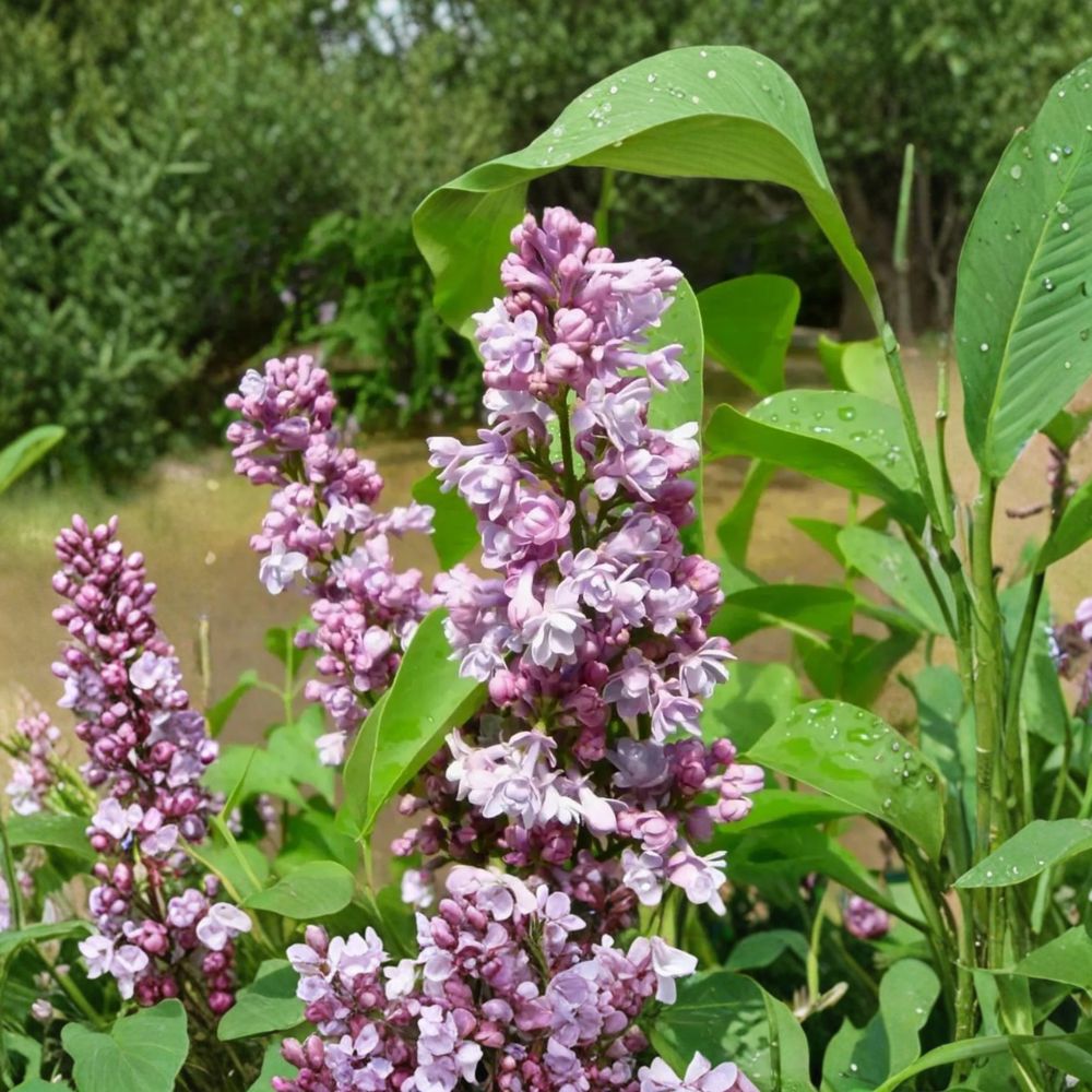 Katherine Havemeyer French Lilac Live Shrub 3ft Double Pink Flowers Syringa vulgaris Hardy Ornamental Plant