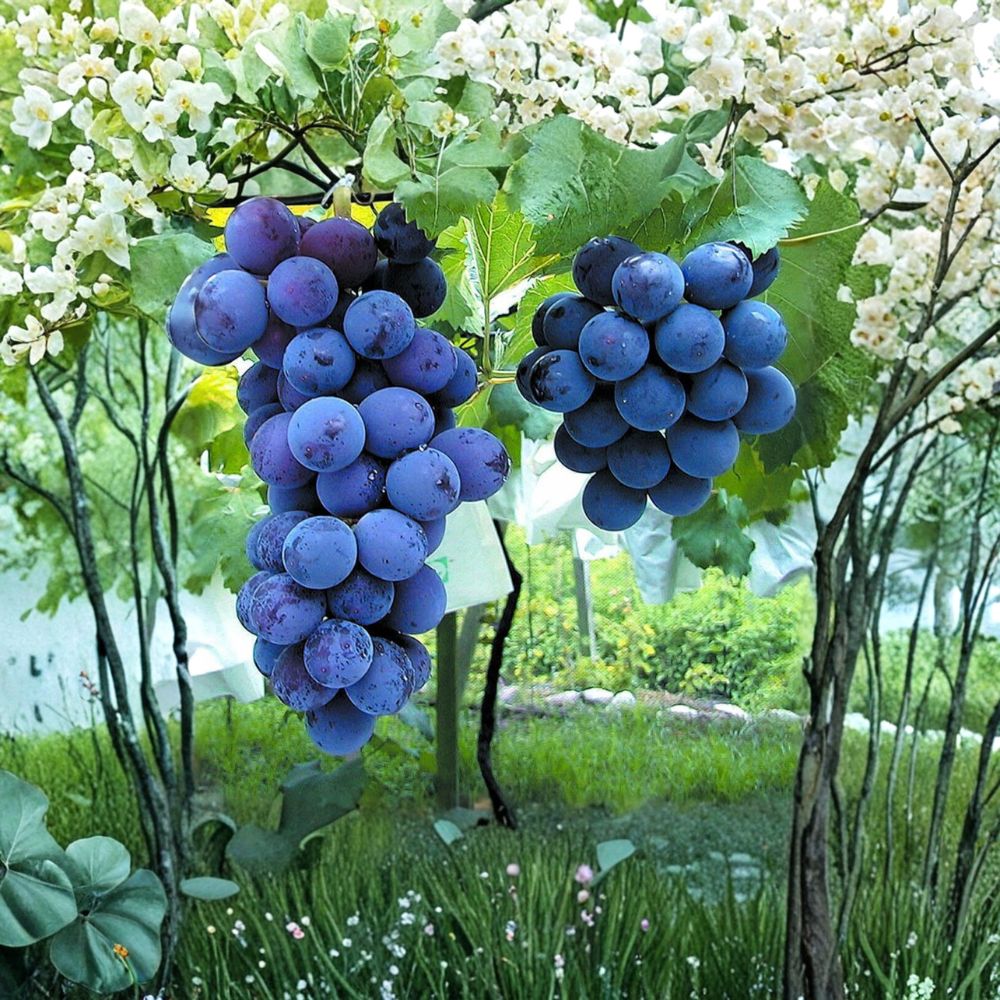 6 Kyoho Grape Cuttings – Vitis vinifera – Giant Sweet Table Grape – Japanese Variety – Live Propagation Stems – US Seller