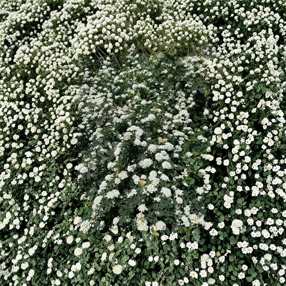Renaissance Bridal Wreath Spirea | 4 Inch Pot Plant | White Flowering Shrub | Spiraea x vanhouttei ‘Renaissance’