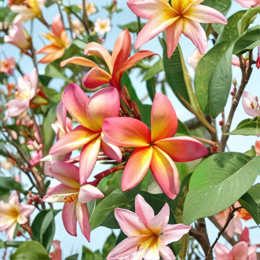 Plumeria Seeds - 5 Fresh Seeds - Pink & Orange Frangipani - Fragrant Tropical Flowering Tree - Plumeria spp.