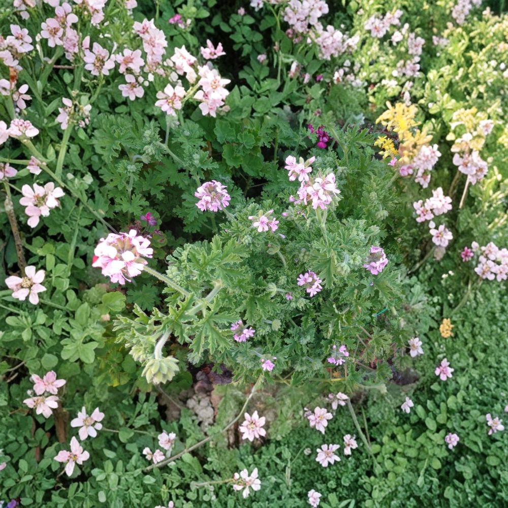 Attar of Roses Geranium Cuttings – 4 Live 6 Inch Scented Pelargonium capitatum – Fragrant Herb Plant, Easy to Root