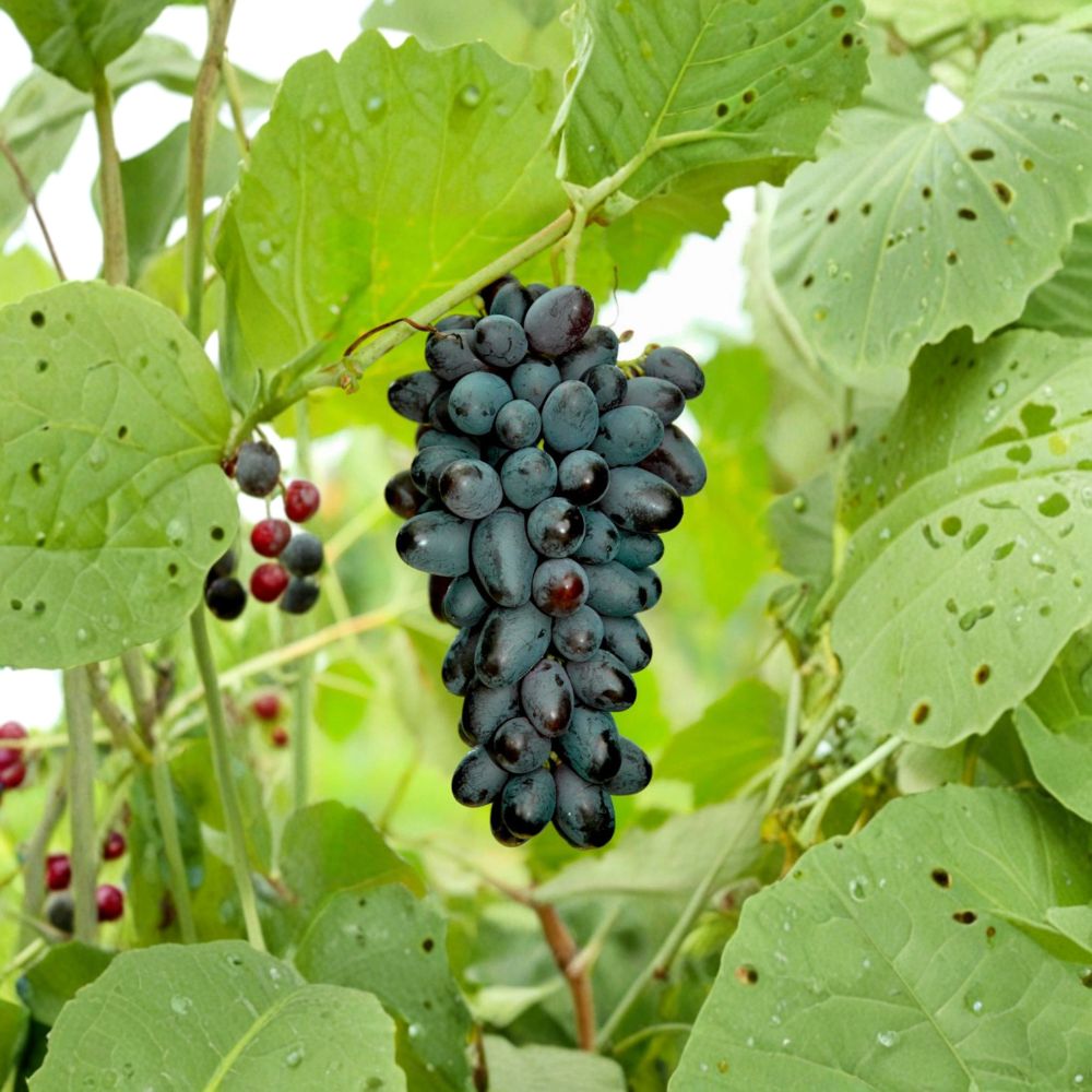 5 Joy Seedless Table Grape Cuttings | Vitis vinifera | Sweet Flavor | Easy Propagation | Perfect for Home Gardens