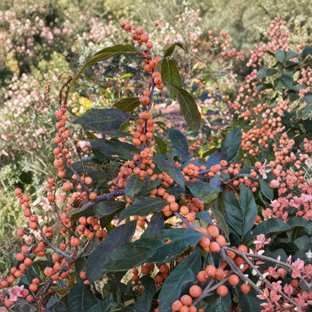 Winter Gold Winterberry Holly Shrub | 1 Gallon Pot | Female Orange Berry | Ilex verticillata ‘Winter Gold’ | Hardy Native Plant