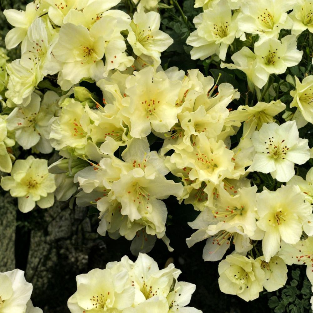 Rhododendron ‘Patty Bee’ Live Evergreen Shrub | Dwarf Yellow Blooming Plant | Cold Hardy | #1 Container Grown