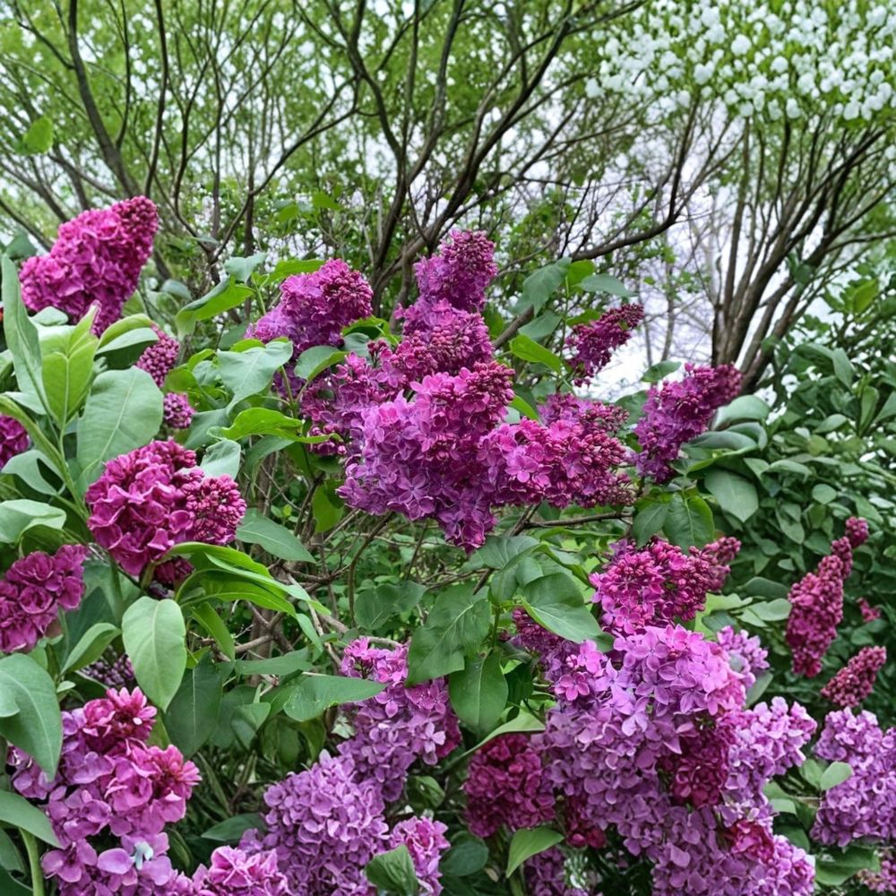 Charles Joly French Lilac Shrub | 3 Feet Potted Plant | Double Dark Purple Flowers | Syringa vulgaris | Fragrant Hardy Lilac