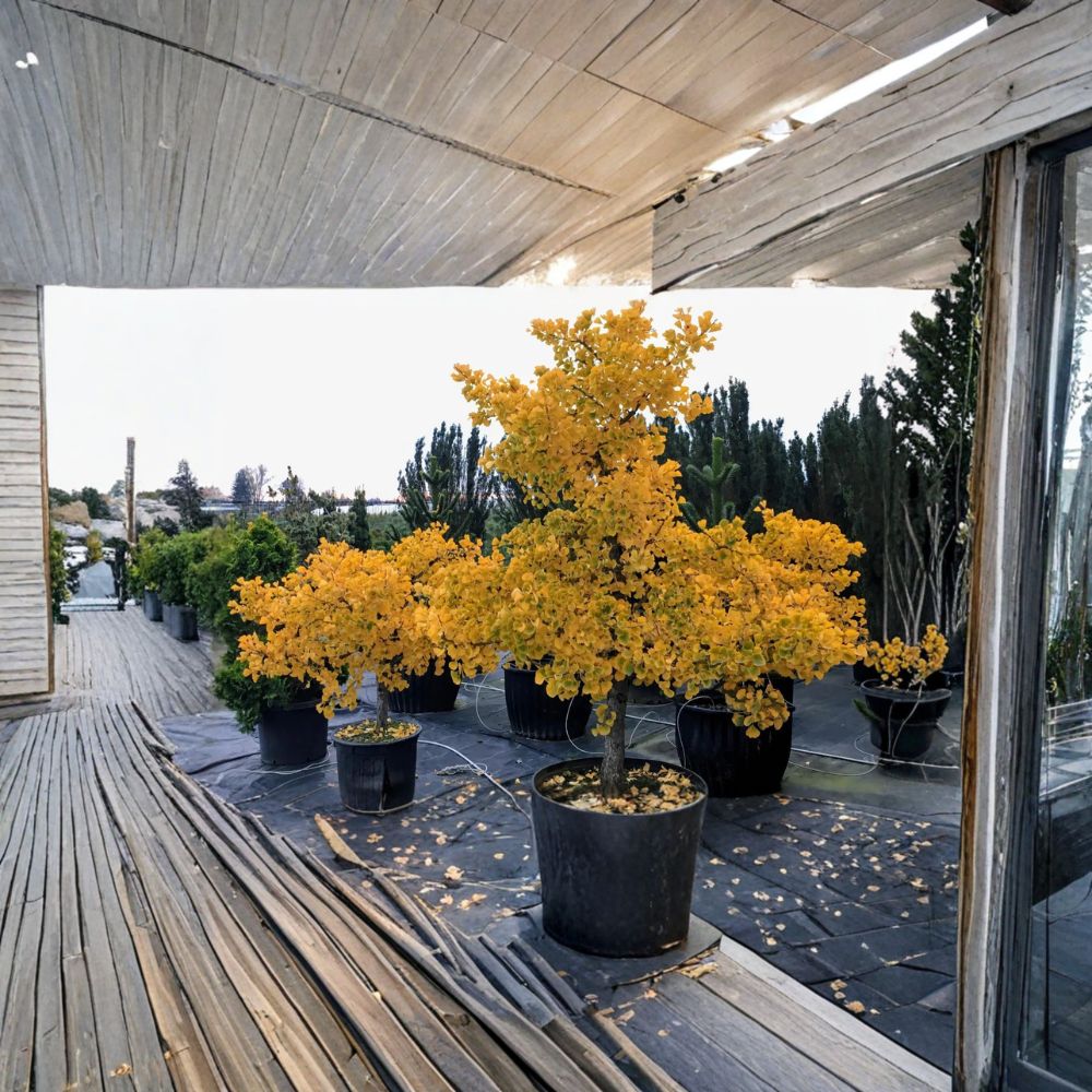 Ginkgo Tree 6" Container Compact Male 'Jade Butterflies' Ginkgo biloba Ornamental with Jade Green Foliage and Fall Color