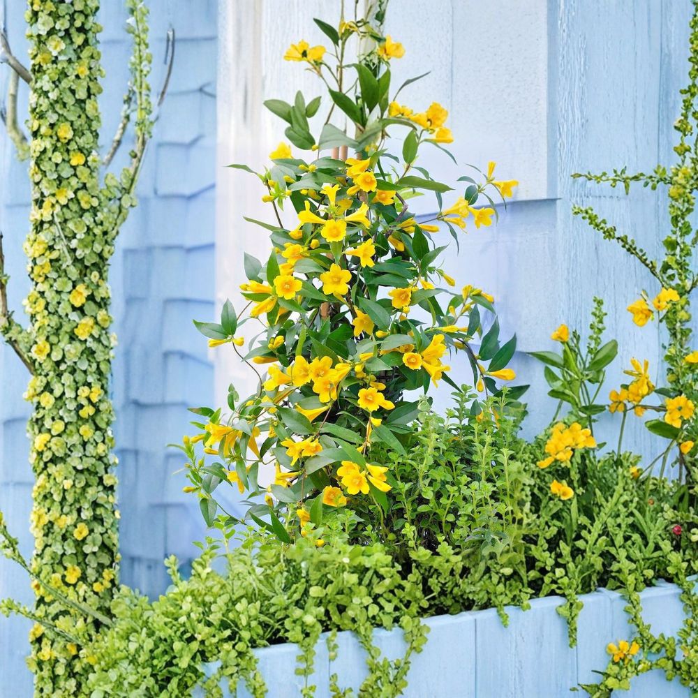 Carolina Jessamine Plants - 25 Live Vines in 3.5" Pots - Yellow Flowering Jasmine - Gelsemium sempervirens - Outdoor Climbing Vine
