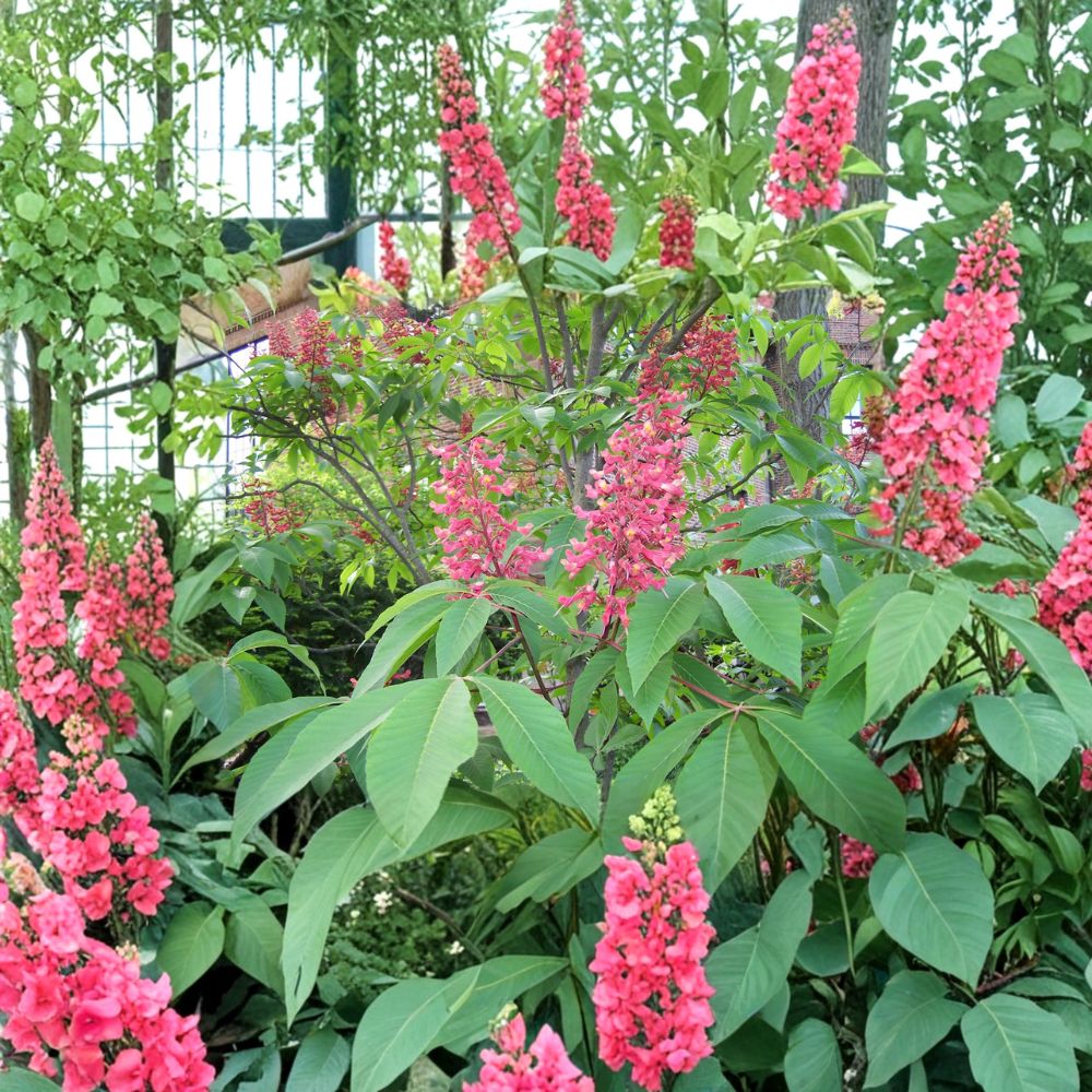 Red Buckeye Tree - 1 Gallon Pot - Aesculus pavia - Hummingbird Friendly Native Flowering Shrub - Vibrant Red Blooms