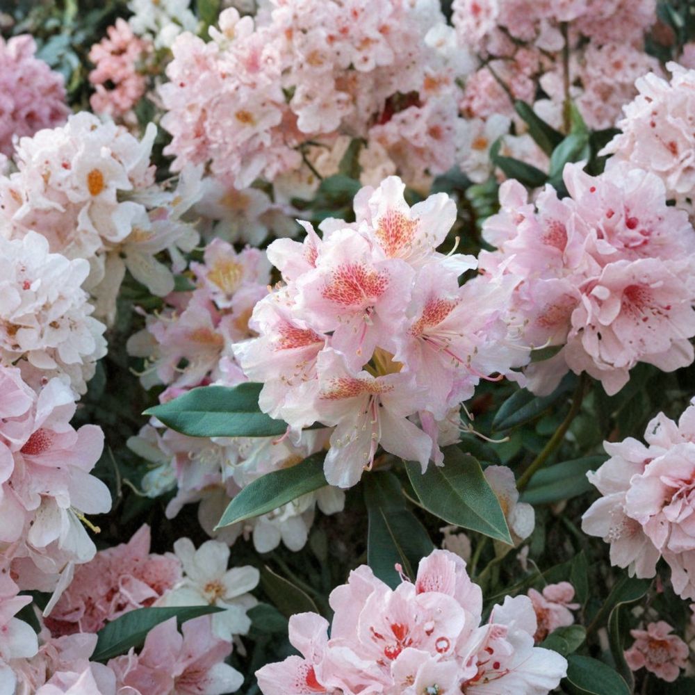 Rhododendron Cunningham’s Blush Plant | 15-18 Inch Evergreen Shrub | Pale Pink White Blooms | Cold Hardy Rhododendron