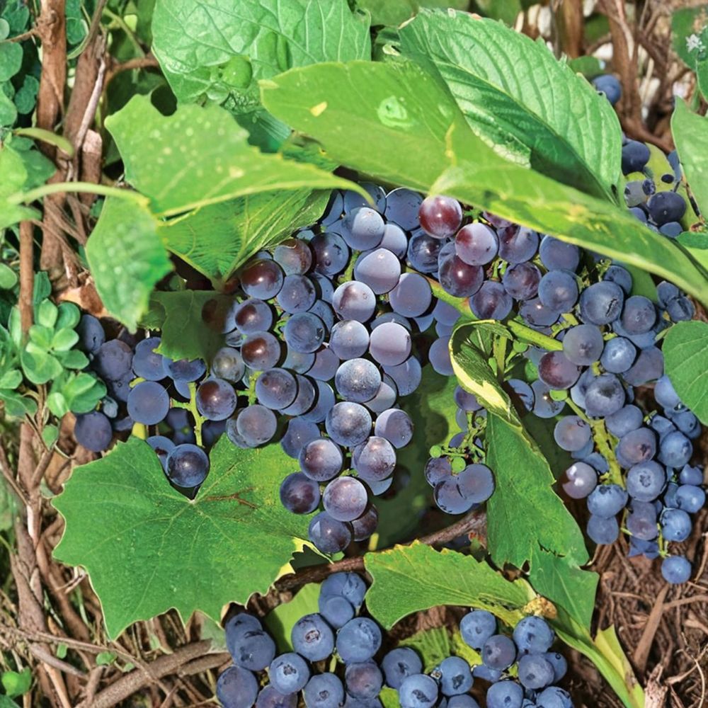 5 Seedless Concord Grape Cuttings | Vitis labrusca | Sweet Table Grapes | Easy Home Growing | US Seller