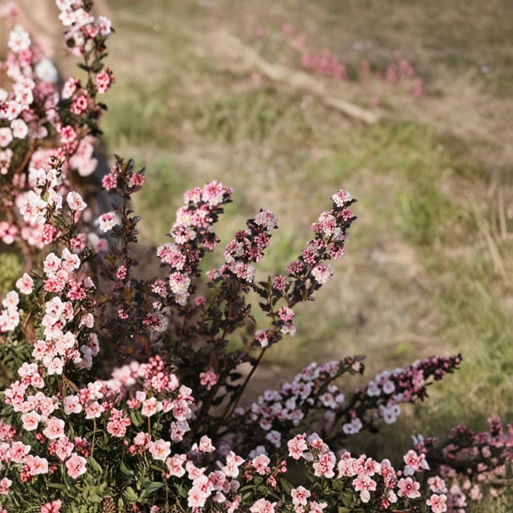 Tiny Wine® Ninebark Shrub - 4 Inch Pot - Dark Foliage Flowering Shrub - Physocarpus opulifolius ‘Tiny Wine®’