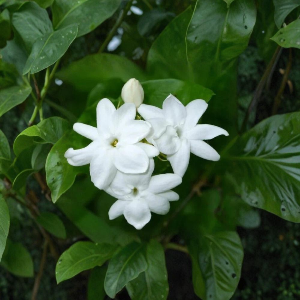 Arabian Jasmine Plant - 4" Starter Pot - Fragrant White Flowers - Jasminum sambac - Indoor Outdoor Evergreen Shrub